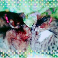 さくさくぱんだ 会員画像