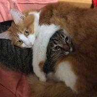 会員画像