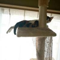 アール グレイ 会員画像