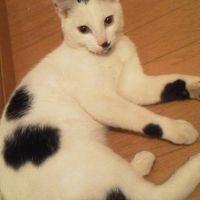 デカ 会員画像