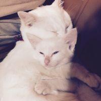 白猫ヤマト