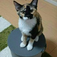 あきたか 会員画像