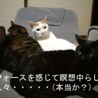 柴猫ゆっきぃ 会員画像