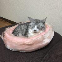 猫わらび 会員画像