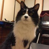 もず猫 会員画像