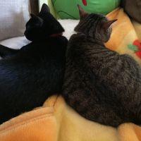 ネコ吉 モジコ 会員画像