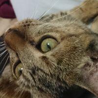 むぎわら猫のゆず 会員画像