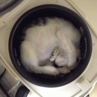 あすか 会員画像