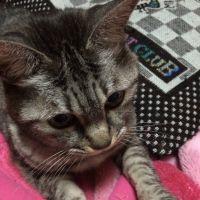 alichan 会員画像