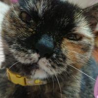 星宮さーやさん