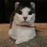えんねこ 会員画像