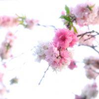 makomako8 会員画像
