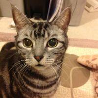 レオしま 会員画像