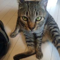 ねるぽす 会員画像