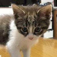 こまとま 会員画像