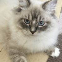 ピスタチオマカロンさん