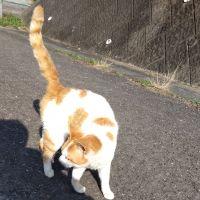 みけすきぃさん