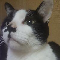 シャナイア 会員画像