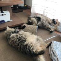 会員画像