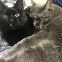 RTMmama 会員画像