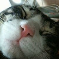 ねこスキー 会員画像