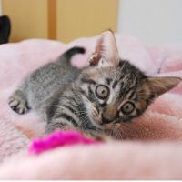 nojyosaku 会員画像