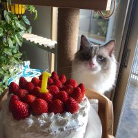 小森のくまっち 会員画像