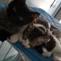 可愛い仔猫沢山 会員画像