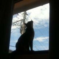 はなちょ。さん