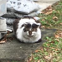 ニャン賊大頭目 会員画像