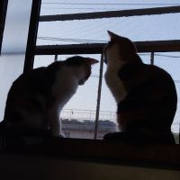 キャッツあいづ 会員画像