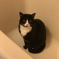 アニアニ 会員画像