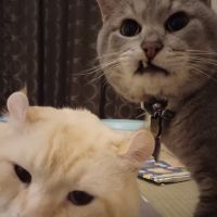 にゃんかわいいこ 会員画像