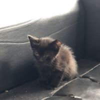 くろばつ 会員画像