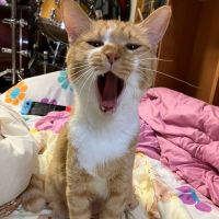 オクラえもん 会員画像