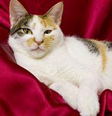 ニャンとねこ館 会員画像