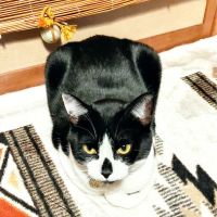 ごめん猫 会員画像