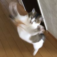 ナナスエ 会員画像