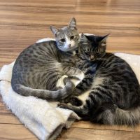 にゃんころりーな 会員画像