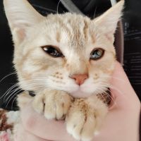 茶々抹茶さん