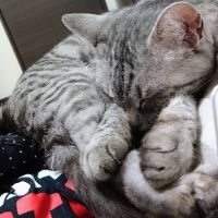 緑茶うめこさん