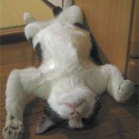 会員画像