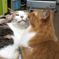 nekolovely 会員画像