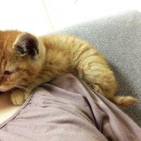 熊本いろは 会員画像