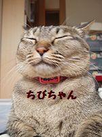 ちーよん堂 会員画像