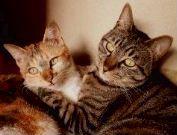 あにみけ 会員画像