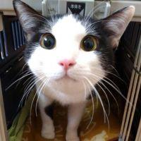 しるばー猫 会員画像