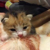 ルナP 会員画像