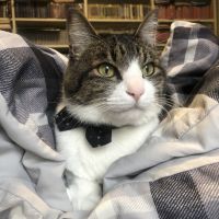 やん猫さん