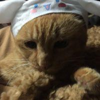 ぽんあやみ 会員画像